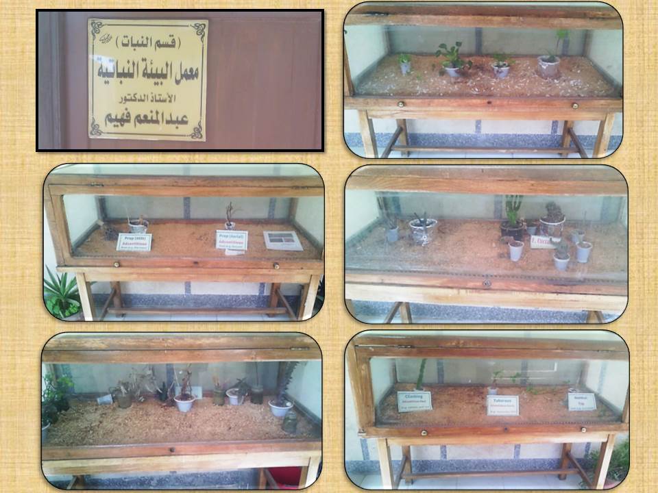 بعض النباتات بمعمل البيئة النباتية بالقسم